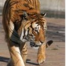Тигър в софийския зоопарк.