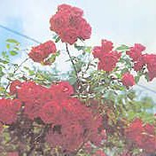Розови насаждения в Карловско