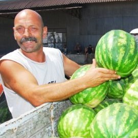 Има ли в Европа такива дини от Любимец