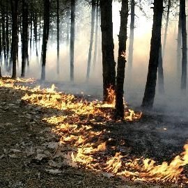 150 декара гора изгоря край Кърджали