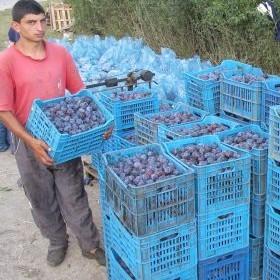 Започна брането на сини сливи в с. Лудогорци - търговците ги изкупуват по 30 ст./кг