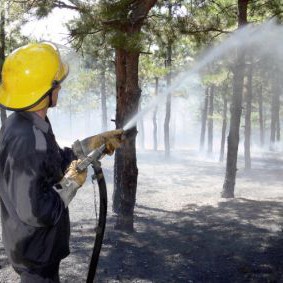 Пожарът обхвана и дъбовата гора