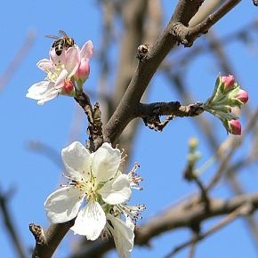 Ябълка цъфна в двора на хасковската болница