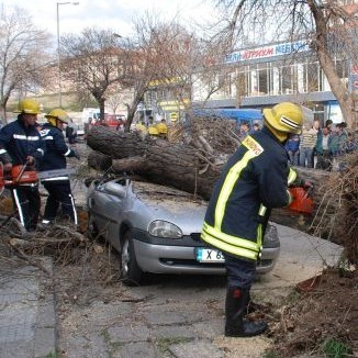 Силният вятър събори топола, която смачка две коли в Хасково