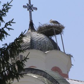 Щъркелово гнездо на купола на баташка църква
