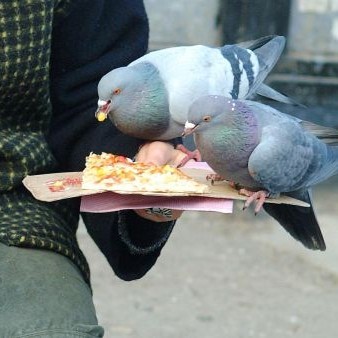 Гълъби ядат от пица на парче