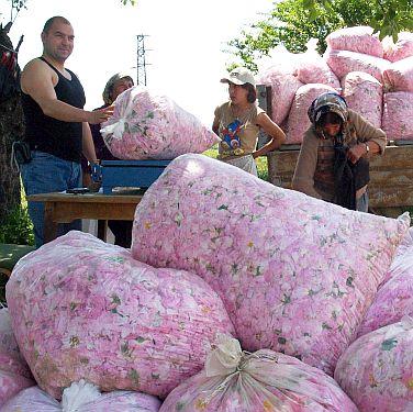 Розоберът беше успешен тази година