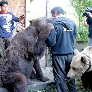 Собственикът на мечките се сбогува с тях