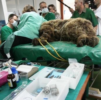 Лекари от фондация ”Четири лапи” лекуват зъбите на мечката Мима