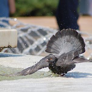 Гълъб се къпе във водата на  Каскадата
