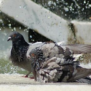 Гълъби се къпят във водата на  Каскадата