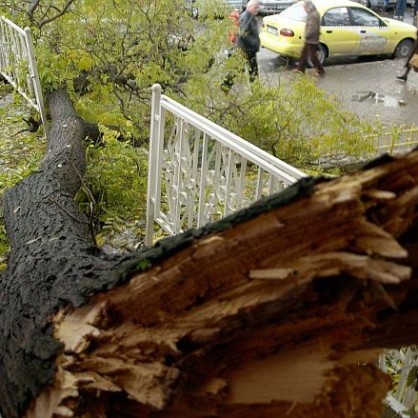 Огромно дърво падна в центъра на Варна