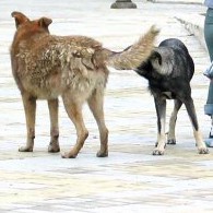 Нападенията от кучета в България са често срещани, не рядко - от отглеждани животни