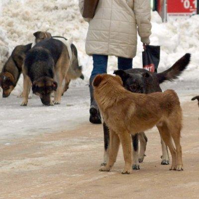 Бездомни кучета във Варна