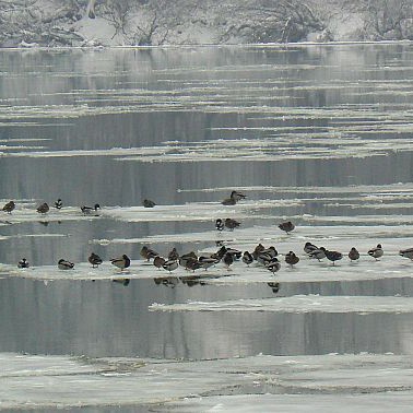 Диви патици плават върху леден блок по Дунав