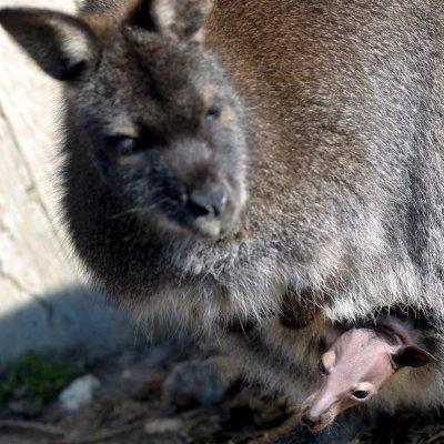 Малко кенгуру е новият питомец на столичния Зооопарк
