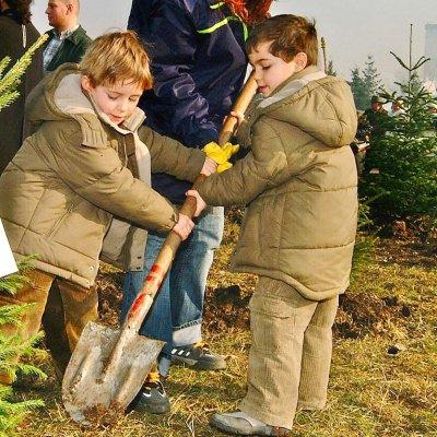 Засаждане на елхички от деца