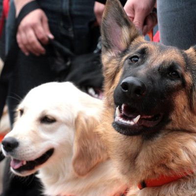 Кучетата-водачи са най-добрите приятели на слепите хора