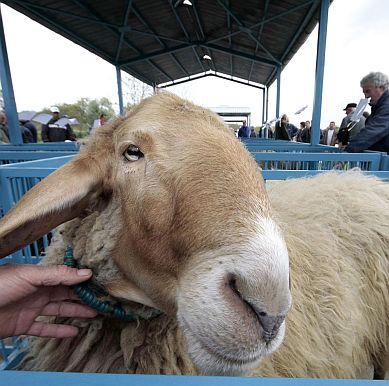 На много места в България се развъждат елитни породи овце