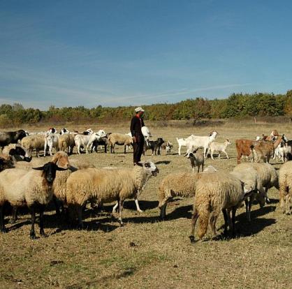 Овчар пасе стадото си от кози и овце