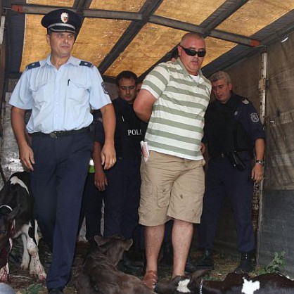 Полицаи арестуваха Андриан Цаконски, след като заколи телето