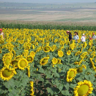 Добивът от слънчоглед тази година ще е добър