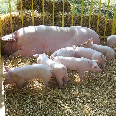 В Русенска област работят четири пълни свинекомплекса
