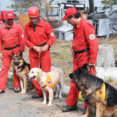 Спасители на ПСС и обучени  кучета, които търсят загинали при земетресение