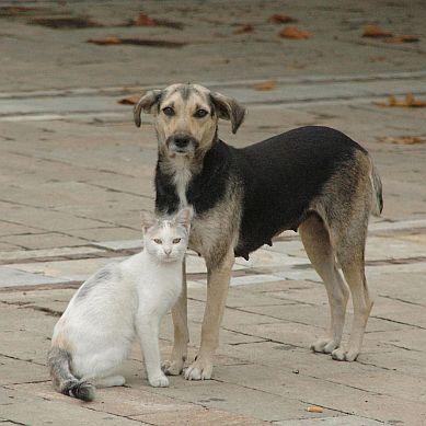 Куче и котка