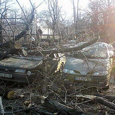 Топола рухна и размаза 9 автомобила пред стадион Българска армия