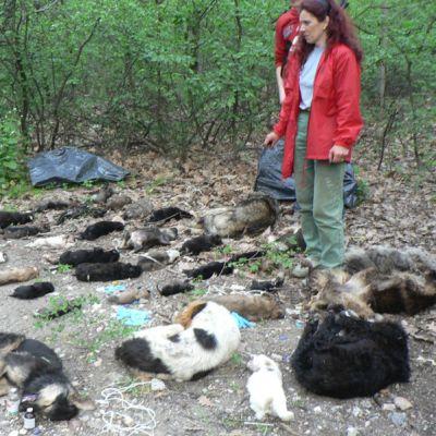 Убийства на кучета има и в хасковски парк