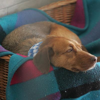 Новият приют за безпризорни кучета в Горни Богров