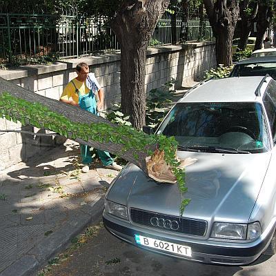 Паднало дърво върху кола във Варна
