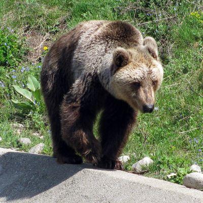 Мечка се разхожда в парка за танцуващи мечки в Белица