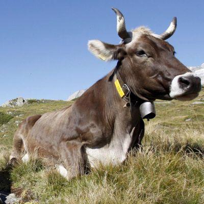 Кравите дават 90% от млякото в цял свят