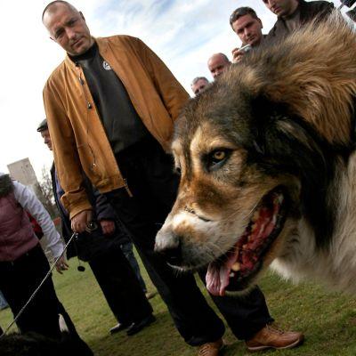 Бойко Борисов с овчарско куче
