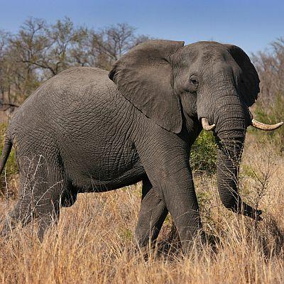 Най-тежкият слон е бил претеглен в Ангола