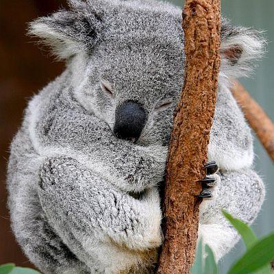 Австралийска коала
