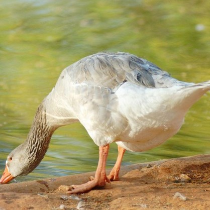 Дивата патица е често срещана птица по разливите на реките
