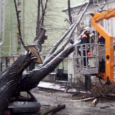 Буря събори дърво във Варна