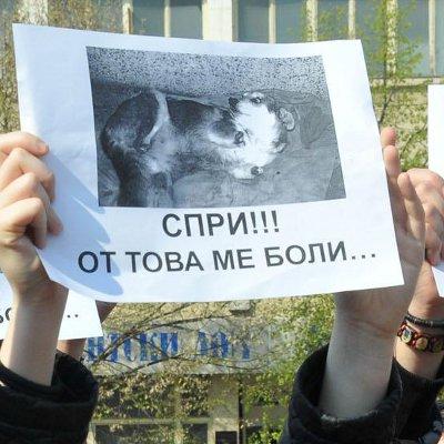 Протест в защита на животните показва снимката на 5-годишната Мима