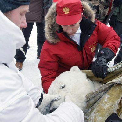 Владимир Путин е доста загрижен за полярните мечки