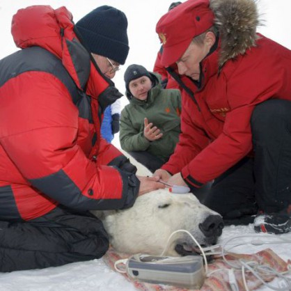 Путин помогна на учените да сложат излъчвател на шията на полярна мечка