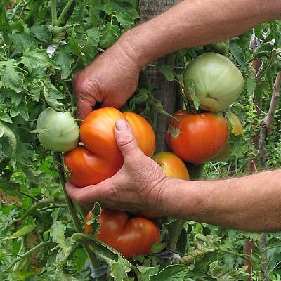 Български домати
