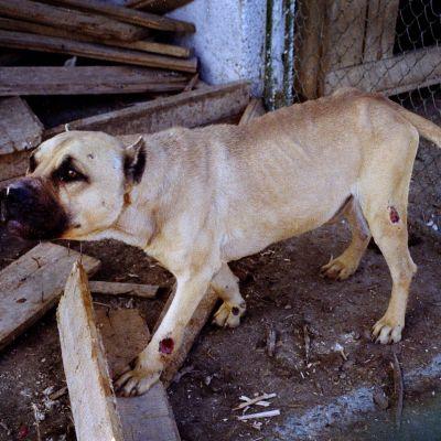 Кучетата порода Питбул често нападат хора