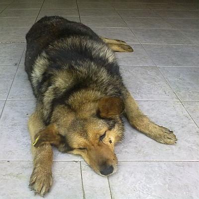 Убитото бездомно куче Бера в Шумен