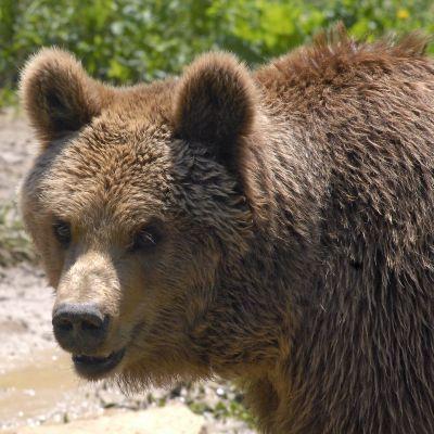 На 17 май мечка уби 65-годишен мъж в смолянското село Кутела