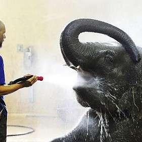 Слонът Чандра се радва на студен душ в зоологическата градина в Цюрих, Швейцария