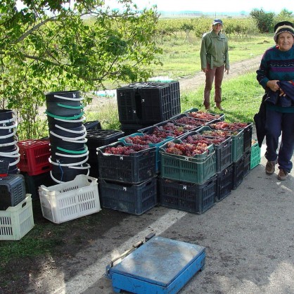 Жена продава набраното грозде