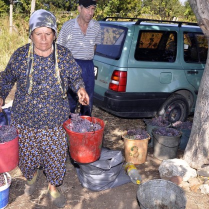 В село Мандра отглеждат грозде от сорта Кардинал